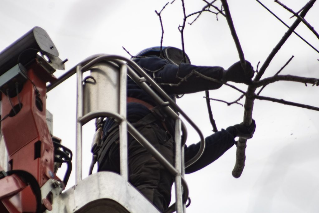 worker in a tree crane lift pruning a tree branch
