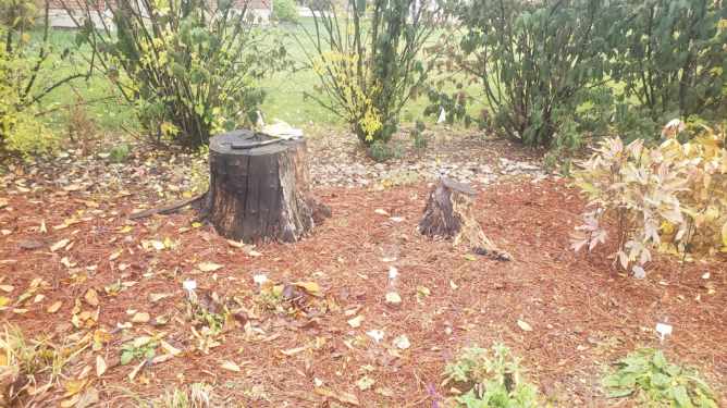 small plot of land with two tree stumps that have been grinded down